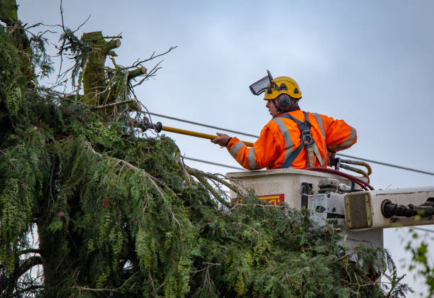 How Our Tree Care Process Works  in  Chicago Heights, IL